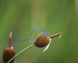 Insect love, Damselfly couple mating on a rush