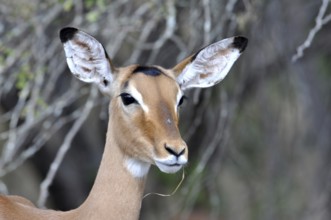 Impala Antelope (Aepyceros Melampus) in the Kruger Park, South Africa, Africa