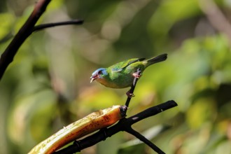 Blue Dacnis in sunlight perched on a branch, feeding on banana, against defocused green background,