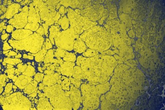Abstract colored background. Marbling of aqueous surface design