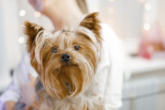Yorkshire Terrier with bokeh effect lighting