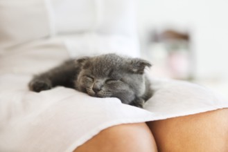 British kitten slepping on young woman hands