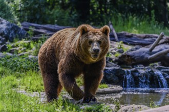 A European brown bear at Straubing Zoo, Lower Bavaria
