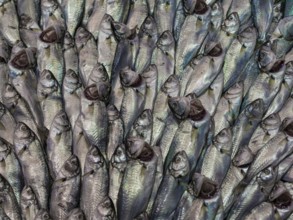 Fish at a market in Istanbul