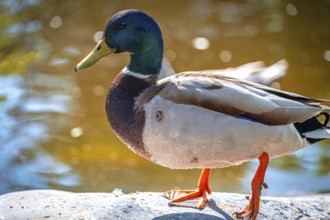 Male mallard (Anas platyrhynchos) walking on the shore of a lake, Bad Kösen, Saxony-Anhalt,