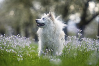 Icelandic dog on a spring meadow