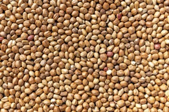 Lots of brown hazelnuts as a full-size background