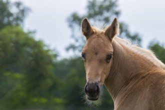 Quarter Horse foals in portrait