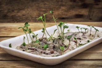 Germinated spring planting the sprouts of agricultural plants