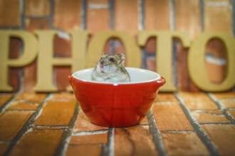 Djungarian hamster image. Shooting Location: Yokohama-city kanagawa prefecture