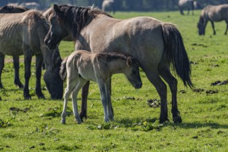 Mare with foal on a green, spring-like meadow, dülmen, westphalia, münsterland, germany