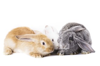 Three young rabbits on white close up