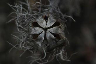 Seed capsule, Venus hairy
