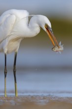 Western Reef Heron, Western Reef-Heron, Western Reef-Egret, (Egretta gularis), Garceta Dimorfa,