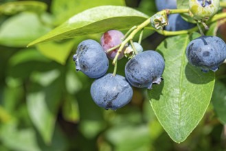 Blueberry (Vaccinium corymbosum 'Bluetta'), Cambridge Botanical Garden, Germany, Europe