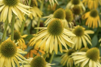Red coneflower (Echinacea purpurea 'Now Cheesier'), EGA-Park, Erfurt, Thuringia, Germany, Europe