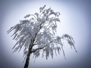 Tree with hoarfrost in the fog, Braunschweig, Lower Saxony, Germany, Europe