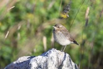 Young Northern Wheatear in saxon. Young wheatear between stones