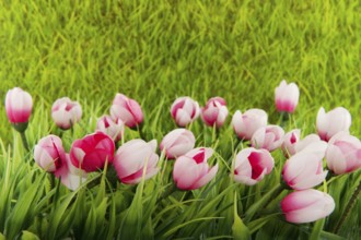 Decoration green grass with plastic tulips in front