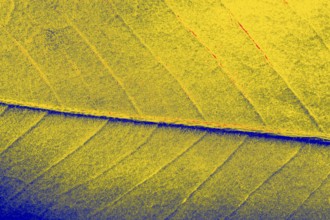 Abstract texture of Macro view of leaf texture as background