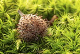 Close-up of the dried fruit cup of a beech tree on a dense green moss carpet, Lower Saxony,