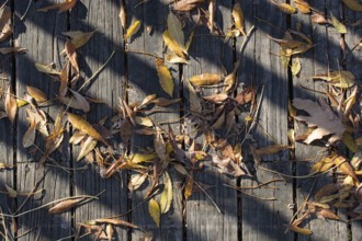 Autumn background with dry leaves in autumn season