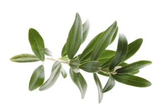 Olive branch isolated on the white