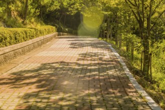 Lens flares highlighting wide brick tree lined walkway with concrete brick wall lined with trimmed
