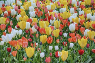 Different Kinds of Tulips Keukenhof, Netherlands
