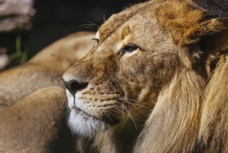An African lion lays in the grass on a hot day in a zoo in Australia