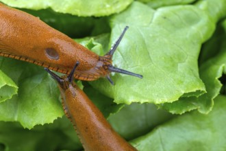 A slug in the garden eats a lettuce leaf. Snail plague in the garden Austria
