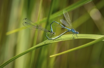 Insect love, Damselfly couple mating on a green leaf