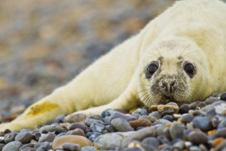 Young grey seal, approx. 1-2 days old