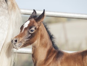 Portrait of arabian little foal with mom. Israel