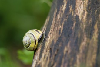 Yellow striped snail climbing at the tree