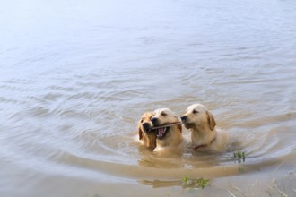 Swimming and playing labrador dogs