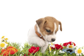 Jack Russel puppy dog walking in grass with flowers isolated over white background