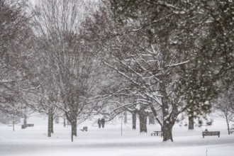 Heavy snow squalls of lake-effect snow falls over Springbank Park in London, Canada. Environment