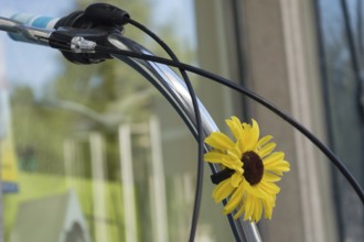 Handlebar decorated with a flower, Austria, Europe