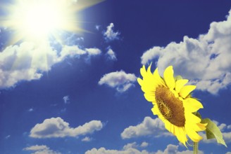 Sunflower in field over blue sky with clouds background