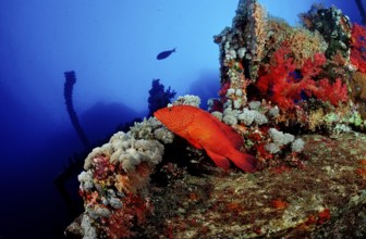 Jewelled perch, Cephalopholis miniata, Egypt, Africa, Red Sea, Africa