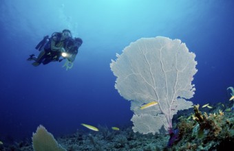 Diving instructor with student, Punta Cana, Caribbean Sea, Dominican Republic, Central America