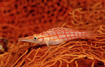 Long-nosed Coral Guard, Oxycirrhites typus, Indonesia, Raja Ampat, Irian Jaya, West Papua, Indian