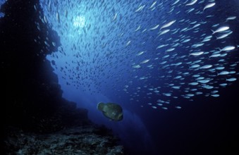 Flying fusiliers, Maldives, Indian Ocean, Ari Atoll, Asia