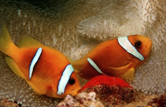Two Red Sea Anemonefish, Amphiprion bicinctus, Djibouti, Djibouti, Africa, Afar Triangle, Gulf of