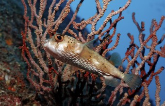 Longspine Hedgehogfish, Diodon holocanthus, Mexico, Lake Cortez, Lower California, La Paz, Central