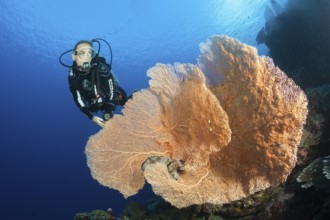 Diver on a coral reef, Russell Islands, Solomon Islands, Oceania