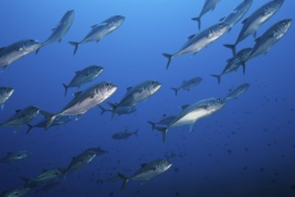 Shoal of bigeye jackfish, Caranx sexfasciatus, Tanimbar Islands, Moluccas, Indonesia, Asia