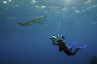 Diver taking photo of Oceanic Whitetip Shark, Carcharhinus longimanus, Brother Islands, Red Sea,