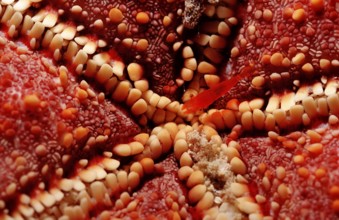 Starfish partner shrimp, Periclimenes soror, Mexico, Lake Cortez, Lower California, La Paz, Central